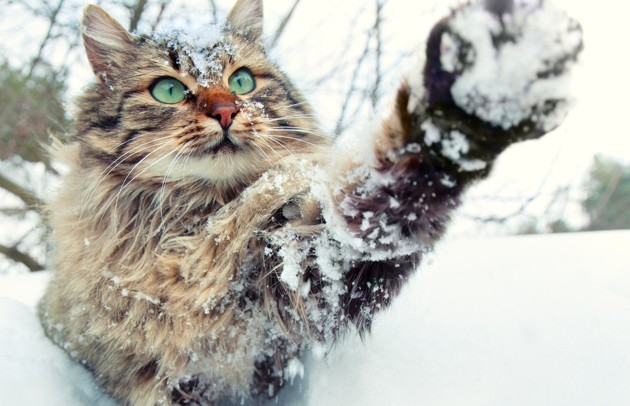 Les dangers de l’hiver pour votre chat