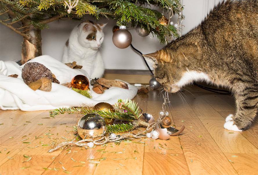 Aliment dangereux pour les chats-Noël, une période à risque !
