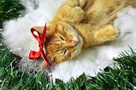 Aliments et décorations dangereux pour les chats pendant la période de Noël, une période à risques !