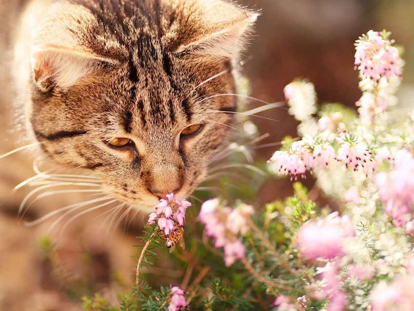 Le printemps et ses dangers pour les chats